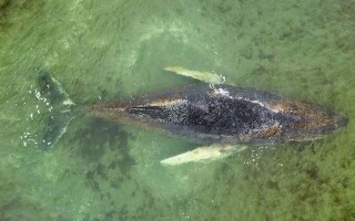Humpback Whale Frees Itself in Baltic Sea