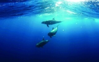 Океаны устанавливают новые рекордно высокие температуры