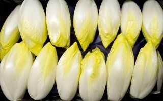 Bitter Substances Improve Digestion