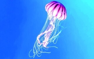 Изменение климата приносит пользу медузам в Северном море