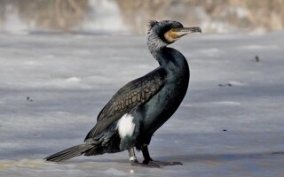 Injured Seagull with Fishing Rod in Beak Seeks Help at German Hospital