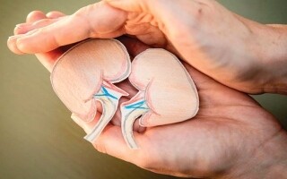 Kidney Health: Importance, Risks, and Prevention