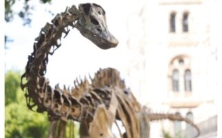AI Helps Identify Dinosaurs by Their Footprints